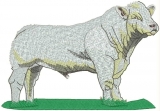 Charolais