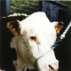 Metal Breaking Halter - image 1