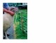 Sheep Headstock - image 2