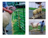 Sheep Dressing Stand