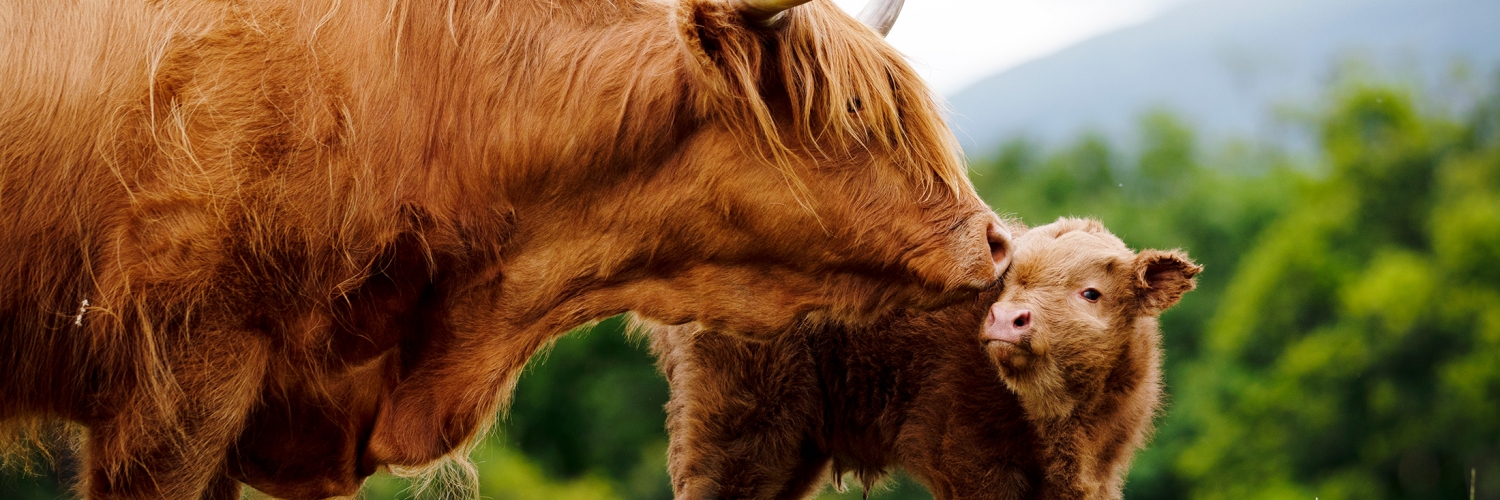 Highland Cattle Society