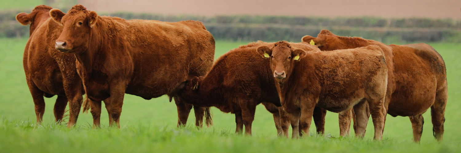 South Devon Herd Book Society