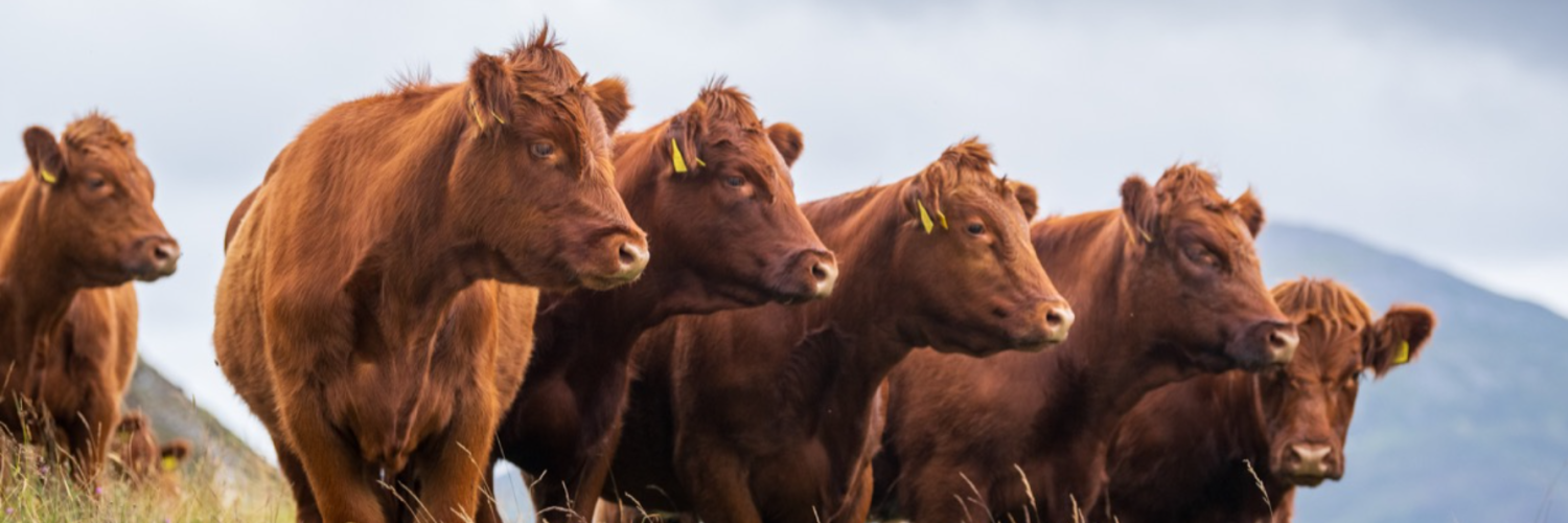 Luing Cattle Society