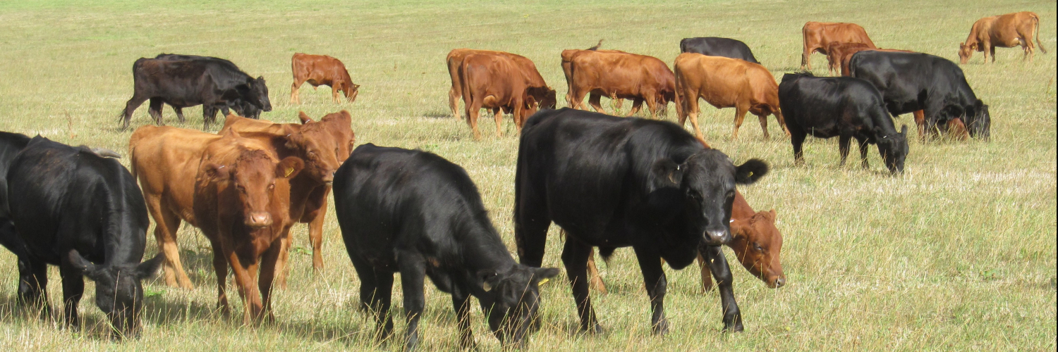 Dexter Cattle Society