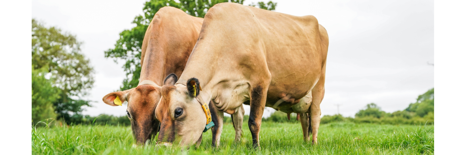 Jersey Cattle Society