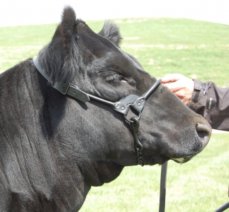 Sullivan's Black Knight Show Halter