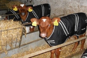 Cosy Calf Jackets