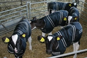 Cosy Calf Jackets