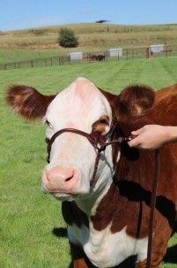 Sullivan's 1st Class Show Halter