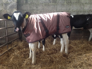 Cosy Calf Youngstock Jackets