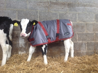 Cosy Calf Youngstock Jackets