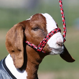 Sullivan's Soft Braid Sheep Halter