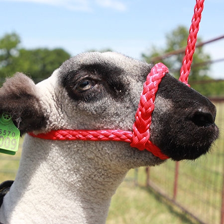 Sullivan's Soft Braid Sheep Halter