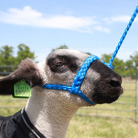 Sullivan's Soft Braid Sheep Halter