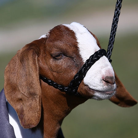 Sullivan's Soft Braid Sheep Halter