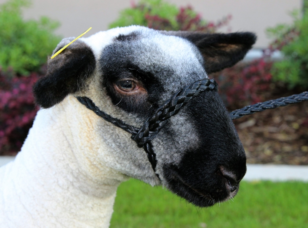 Sullivan's Sheep Rope Halter