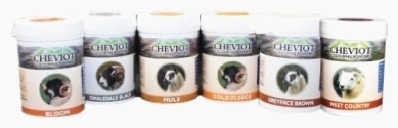 Cheviot Sheep Colouring, back in stock at Showtime Supplies